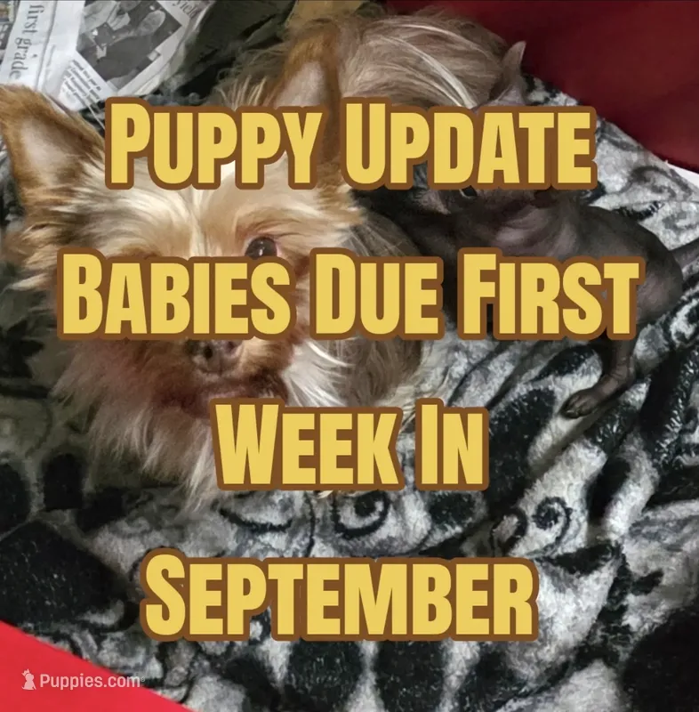 Future  – Yorkshire Terrier puppy for sale in Blaine, WA