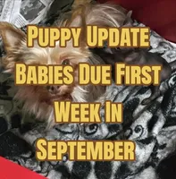 Future , a male Yorkshire Terrier for sale in Blaine, WA – 1 of 1