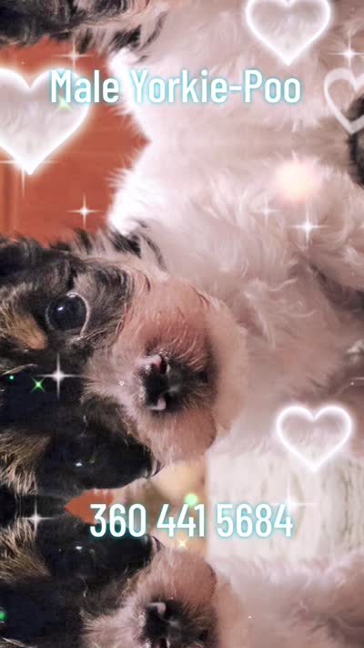Oliver, a male Yorkipoo for sale in Blaine, WA – 4 of 4