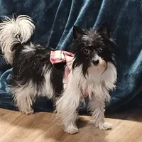 Little Lu Lu Belle, a female Yorkipoo and Yorkshire Terrier for sale in Blaine, WA – Photo 3 of 8