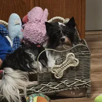 Little Lu Lu Belle, a female Yorkipoo and Yorkshire Terrier for sale in Blaine, WA – Photo 6 of 8