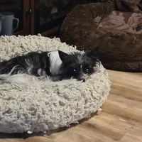 Little Lu Lu Belle, a female Yorkipoo and Yorkshire Terrier for sale in Blaine, WA – Photo 8 of 8