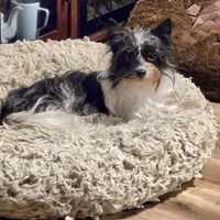 Little Lu Lu Belle, a female Yorkipoo and Yorkshire Terrier for sale in Blaine, WA – Photo 7 of 8