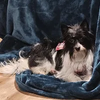 Little Lu Lu Belle, a female Yorkipoo and Yorkshire Terrier for sale in Blaine, WA – Photo 1 of 8