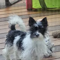 Little Lu Lu Belle, a female Yorkipoo and Yorkshire Terrier for sale in Blaine, WA – Photo 5 of 8