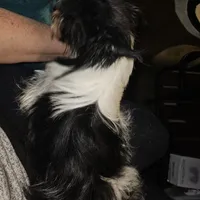 Little Lu Lu Belle, a female Yorkipoo and Yorkshire Terrier for sale in Blaine, WA – Photo 2 of 8