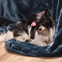 Little Lu Lu Belle, a female Yorkipoo and Yorkshire Terrier for sale in Blaine, WA – Photo 4 of 8