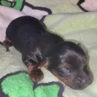 Kai, a male Yorkshire Terrier for sale in Blaine, WA – 4 of 6