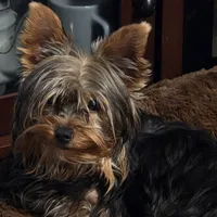 Sherly, a female Yorkshire Terrier for sale in Blaine, WA – Photo 3 of 3