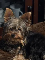 Sherly, a female Yorkshire Terrier for sale in Blaine, WA – Photo 3 of 3