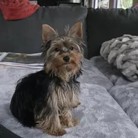 Sherly, a female Yorkshire Terrier for sale in Blaine, WA – Photo 2 of 3