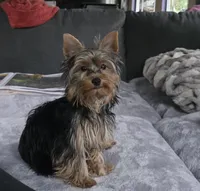 Sherly, a female Yorkshire Terrier for sale in Blaine, WA – Photo 2 of 3