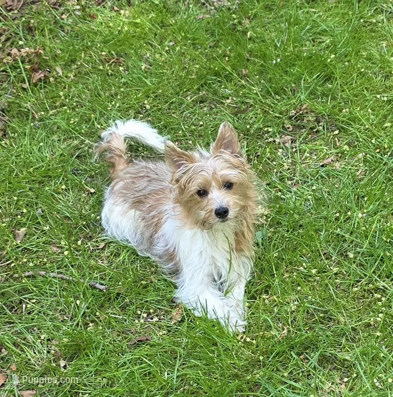 Kanga – Yorkipoo puppy for sale in Blaine, WA