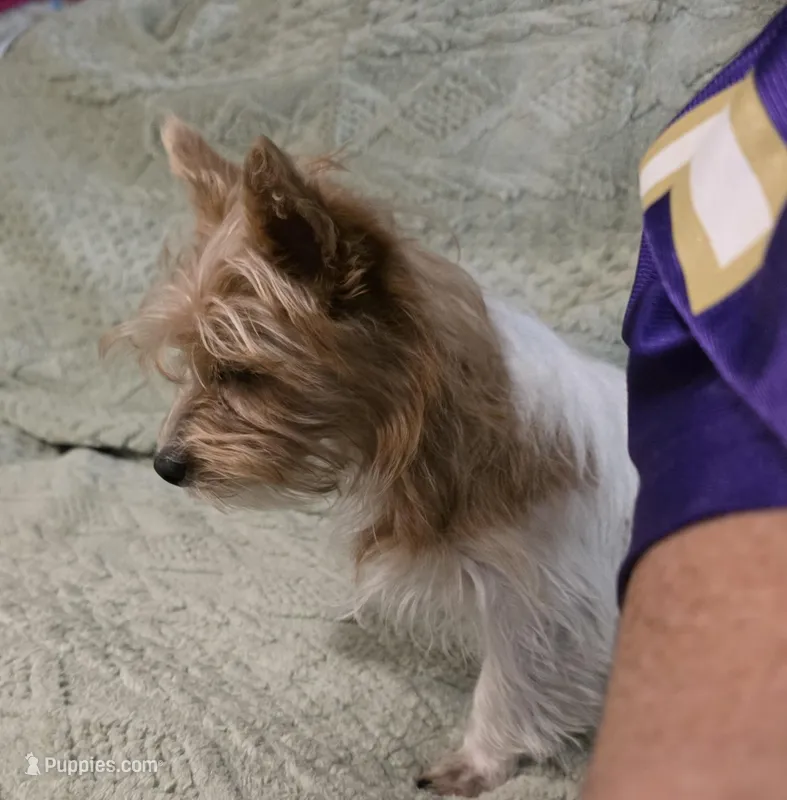 Kanga – Yorkipoo puppy for sale in Blaine, WA