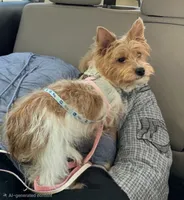 Kanga, a female Yorkipoo for sale in Blaine, WA – Photo 2 of 2