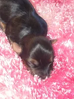 Malia, a male Yorkshire Terrier for sale in Blaine, WA – 4 of 5