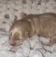 Ken, a male Yorkshire Terrier for sale in Blaine, WA – 5 of 6