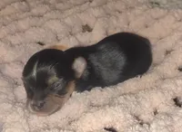 Skipper, a female Yorkshire Terrier for sale in Blaine, WA – 5 of 6
