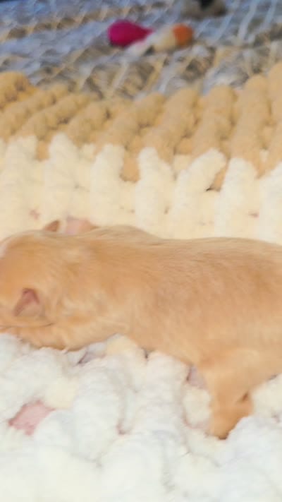 Ken, a male Yorkshire Terrier for sale in Blaine, WA – 6 of 6