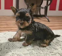 Odin, a male Yorkshire Terrier for sale in Blaine, WA – 4 of 7