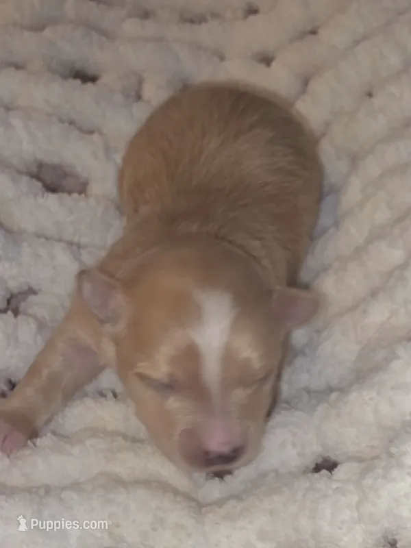 Ken – Yorkshire Terrier puppy for sale in Blaine, WA