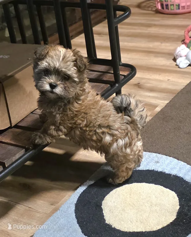 Gucci  – Yorkipoo puppy on hold in Blaine, WA