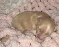 Barbie 2.O, a female Yorkshire Terrier for sale in Blaine, WA – 3 of 6