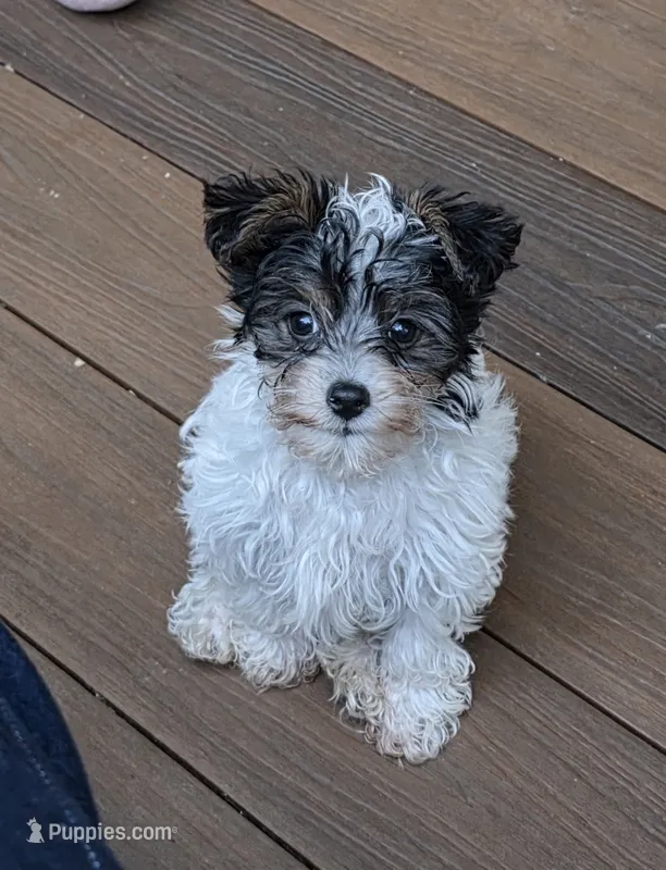 Oliver – Yorkipoo puppy for sale in Blaine, WA