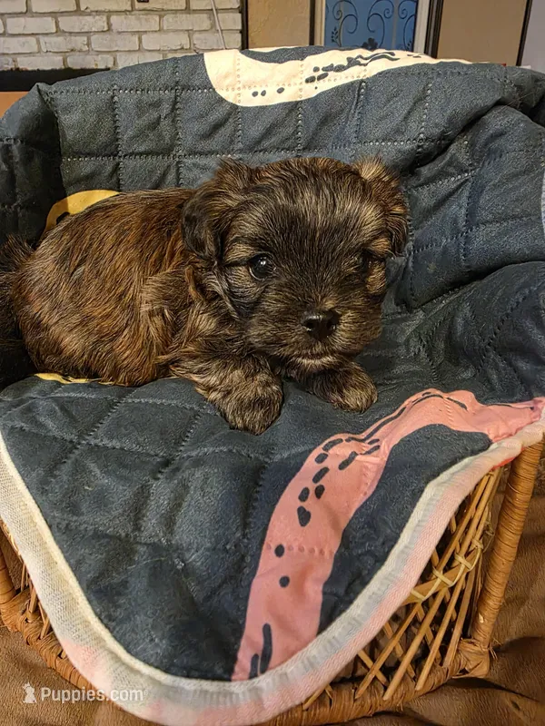 Armani  – Yorkipoo puppy for sale in Blaine, WA