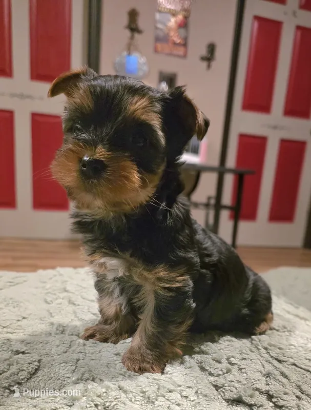 Victoria  – Yorkshire Terrier puppy for sale in Blaine, WA