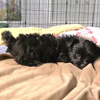 Grizzly, a male Yorkipoo and Yorkshire Terrier for sale in Blaine, WA – Photo 3 of 4