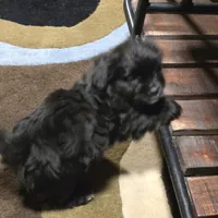 Grizzly, a male Yorkipoo and Yorkshire Terrier for sale in Blaine, WA – Photo 2 of 4