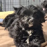 Grizzly, a male Yorkipoo and Yorkshire Terrier for sale in Blaine, WA – Photo 4 of 4