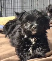 Grizzly, a male Yorkipoo and Yorkshire Terrier for sale in Blaine, WA – Photo 4 of 4