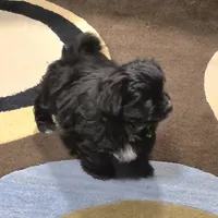 Grizzly, a male Yorkipoo and Yorkshire Terrier for sale in Blaine, WA – Photo 1 of 4