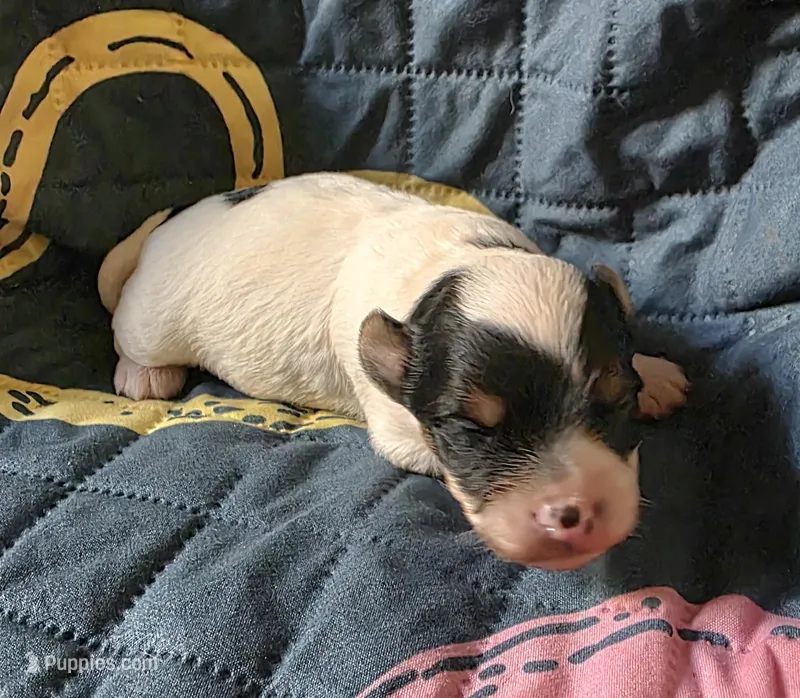 Oliver – Yorkipoo puppy for sale in Blaine, WA