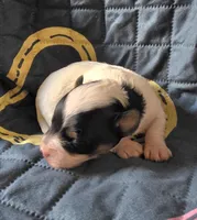 Oliver, a male Yorkipoo for sale in Blaine, WA – Photo 2 of 2