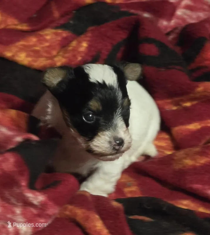 Oliver – Yorkipoo puppy for sale in Blaine, WA