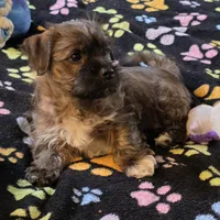 Bootsie, a female Yorkipoo and Yorkshire Terrier for sale in Blaine, WA – Photo 6 of 6