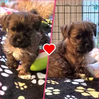 Bootsie, a female Yorkipoo and Yorkshire Terrier for sale in Blaine, WA – Photo 4 of 6