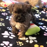Bootsie, a female Yorkipoo and Yorkshire Terrier for sale in Blaine, WA – Photo 3 of 6