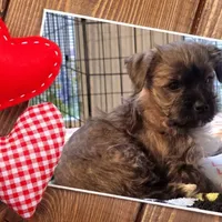 Bootsie, a female Yorkipoo and Yorkshire Terrier for sale in Blaine, WA – Photo 2 of 6