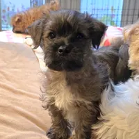 Bootsie, a female Yorkipoo and Yorkshire Terrier for sale in Blaine, WA – Photo 5 of 6