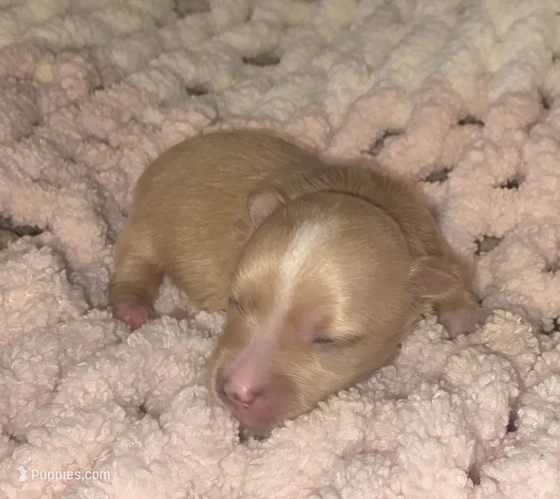Barbie 2.O – Yorkshire Terrier puppy for sale in Blaine, WA