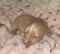 Barbie 2.O, a female Yorkshire Terrier for sale in Blaine, WA – 1 of 6