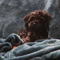 Cocoa, a female Yorkshire Terrier for sale in Blaine, WA – Photo 1 of 6