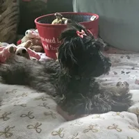 Cocoa, a female Yorkshire Terrier for sale in Blaine, WA – Photo 5 of 6