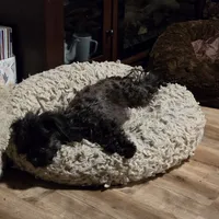 Cocoa, a female Yorkshire Terrier for sale in Blaine, WA – Photo 6 of 6