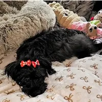 Cocoa, a female Yorkshire Terrier for sale in Blaine, WA – Photo 4 of 6