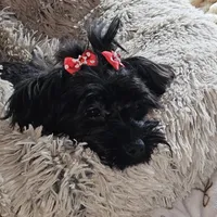 Cocoa, a female Yorkshire Terrier for sale in Blaine, WA – Photo 3 of 6